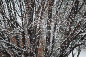 snow flakes against tree background 2