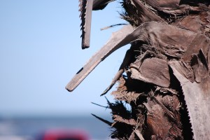 tree bark in galveston