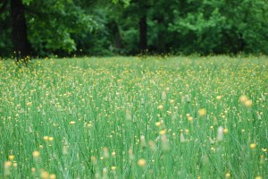 weeds and flowers 003